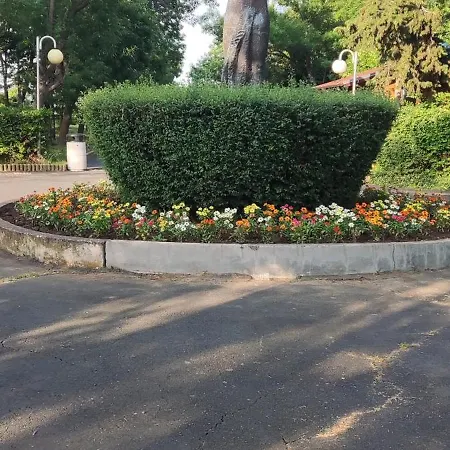 мимоза 3*