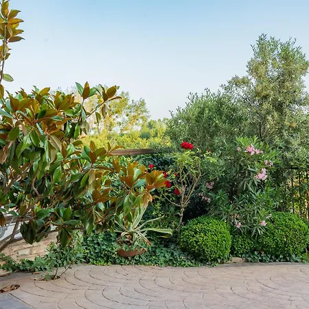 Family Mimosa تساريفو