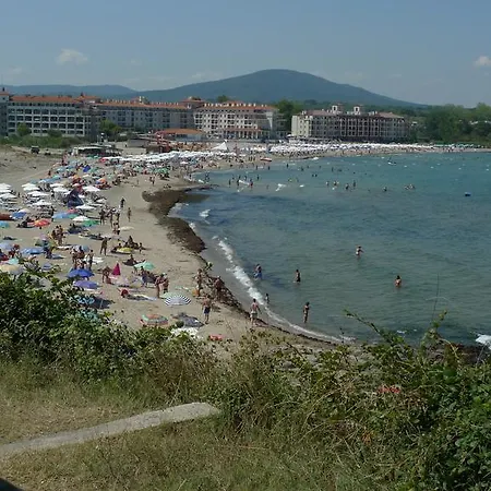 мимоза Царево