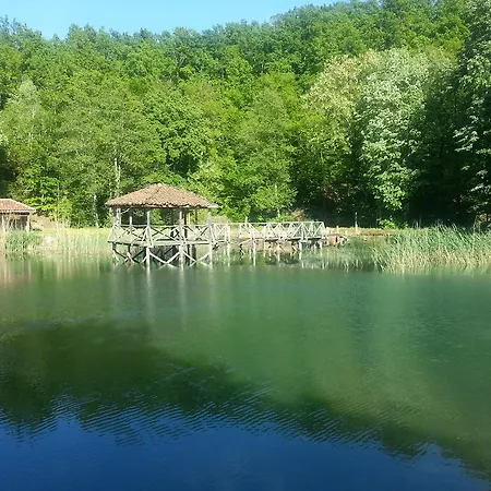 мимоза Царево